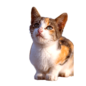 Adorable Close Up Of A Calico Kitten Looking Curious While Outdoors On A Sunny Day. 12778 - Cat PNG image with transparent background